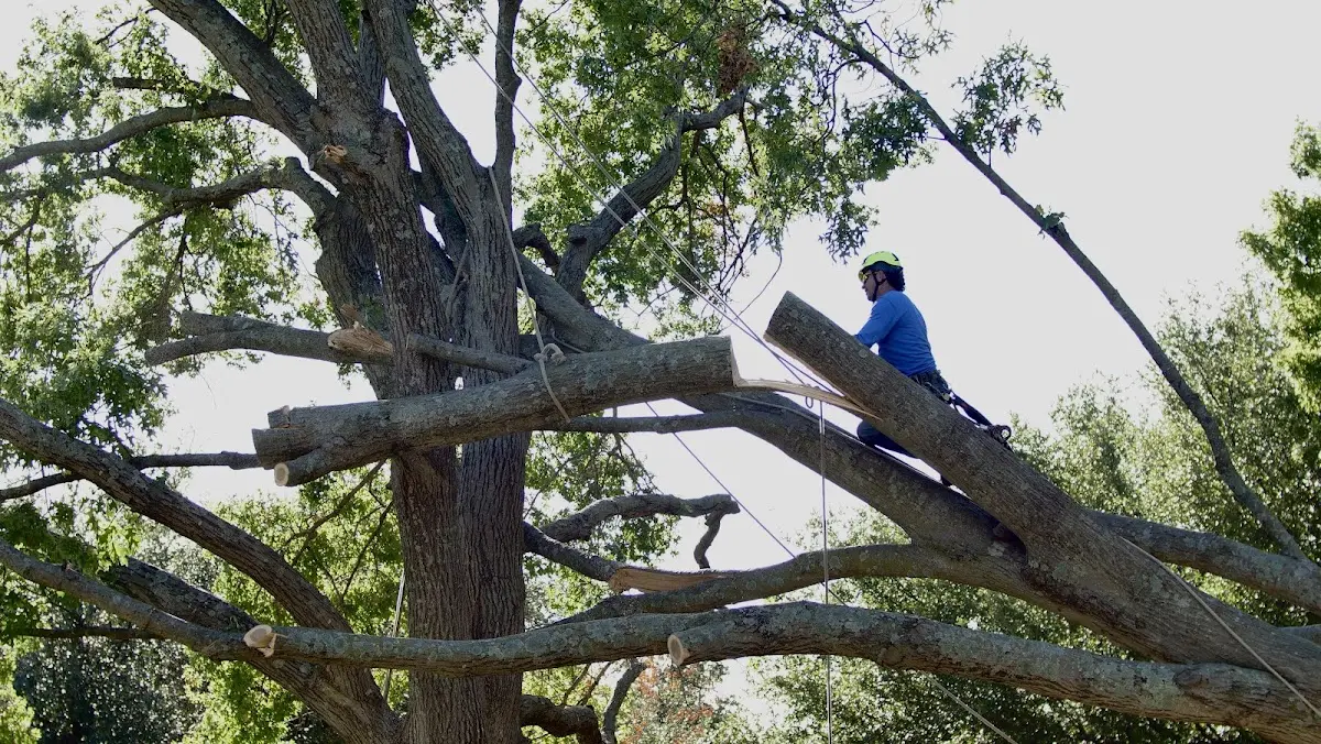 Professional Crown Thinning performed by certified arborists in Ray