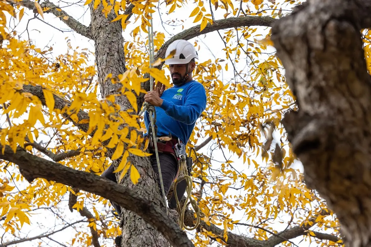 Skilled Dead Tree Removal crew working in Ray